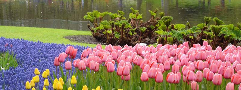 Tulips