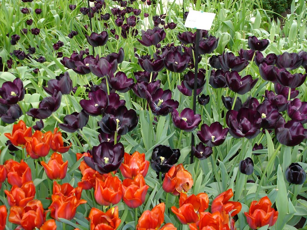 Tulips, The Netherlands