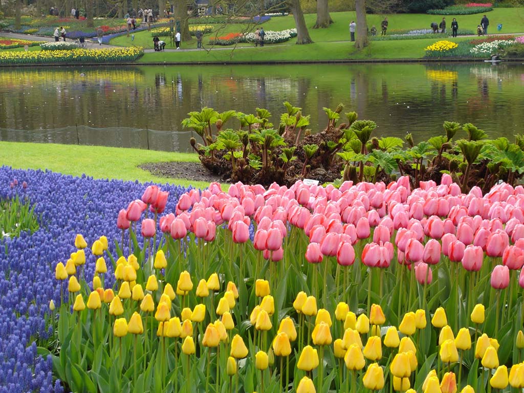 Tulips, The Netherlands