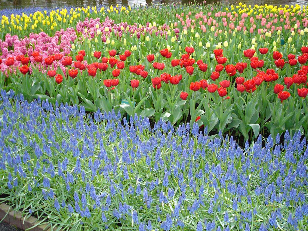 Tulips, The Netherlands
