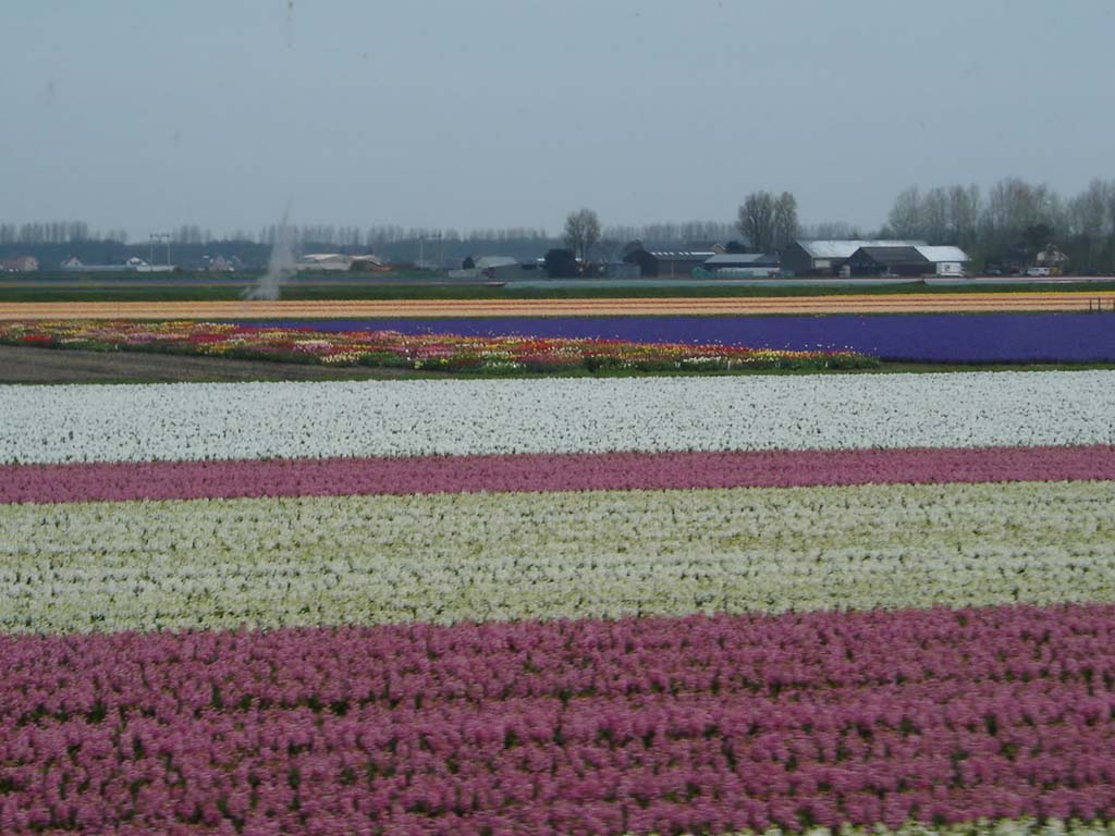 Tulips, The Netherlands